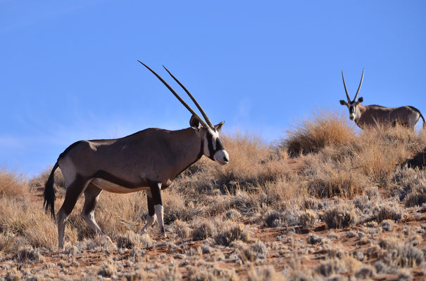 Oryx (Namib Naukluft Park, Namibie)  Octobre 2016