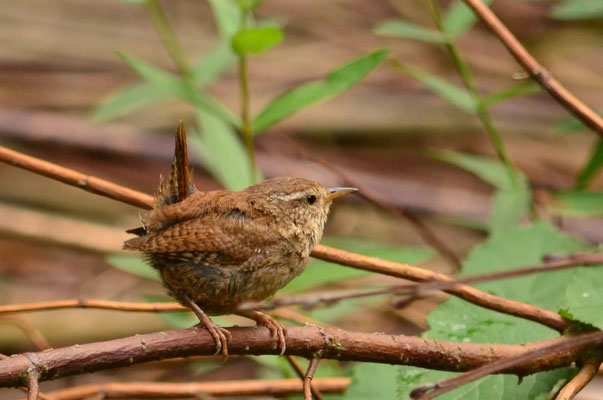 Troglodyte mignon (environs d'Amiens, Somme)  Juillet 2017