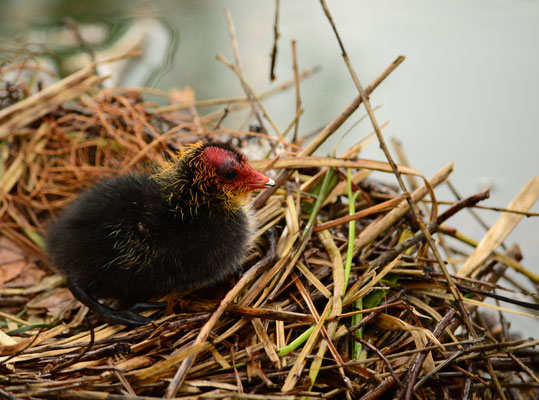 Poussin de foulque macroule au nid (Mulhouse, Haut-Rhin)  Avril 2015