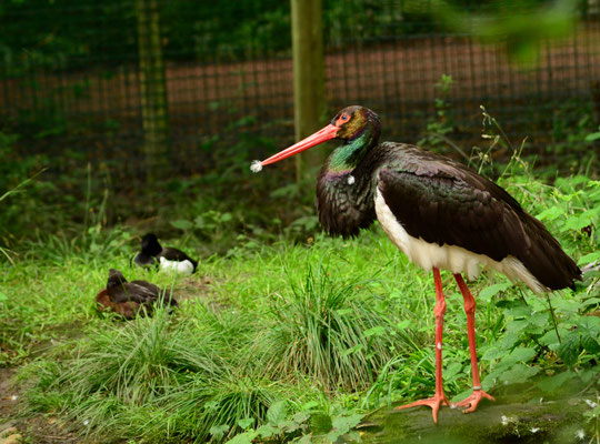 Cigogne noire