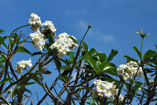 Frangipaniers (Ile de la baie de Nha Trang, Vietnam)