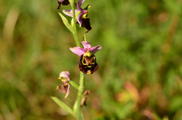 Ophrys bourdon (Bollenberg, Alsace)