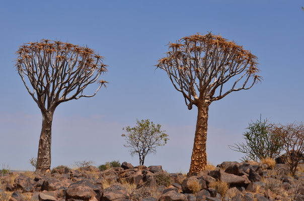 Arbres à carquois à Keetmanshoop