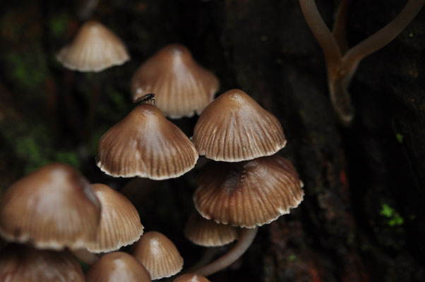 Mycène incliné (Tannenwald, Haut-Rhin)  Octobre 2014