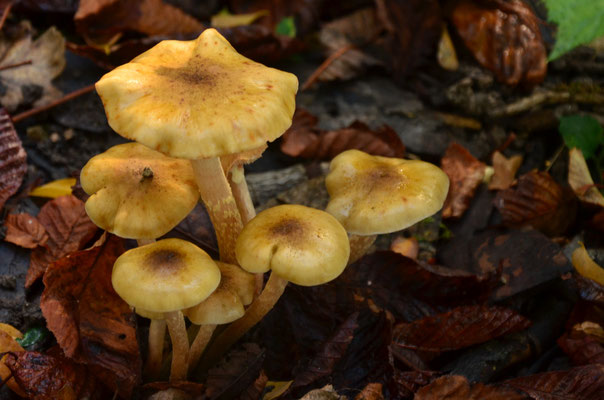 Armillaires couleur de miel (Alsace, octobre 2017)
