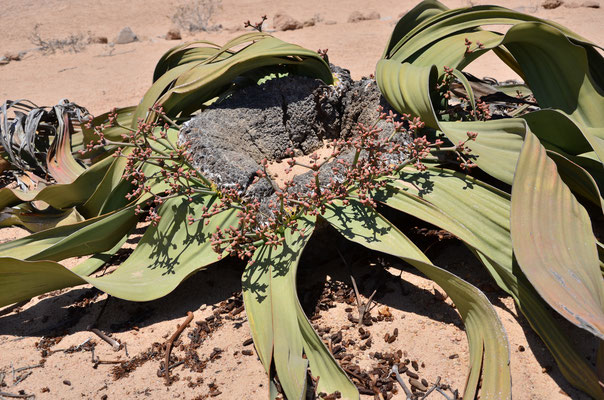 Welwitschia mirabilis (vallée de la Kuiseb, Namibie)  Octobre 2016