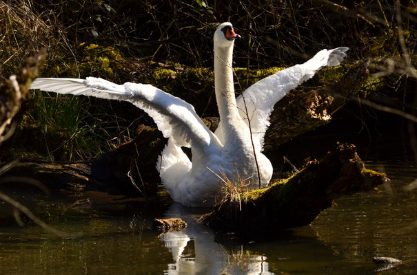 Cygne tuberculé