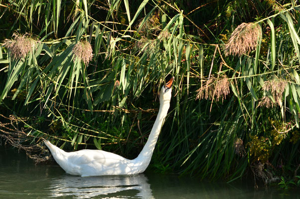 Cygne attrapant des roseaux pour les manger