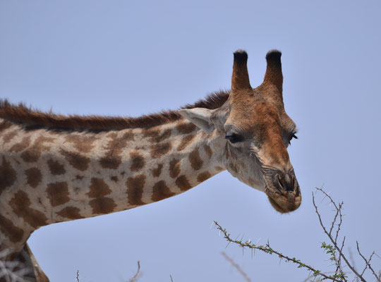 Girafe (Parc national d'Etosha, Namibie)  Octobre 2016