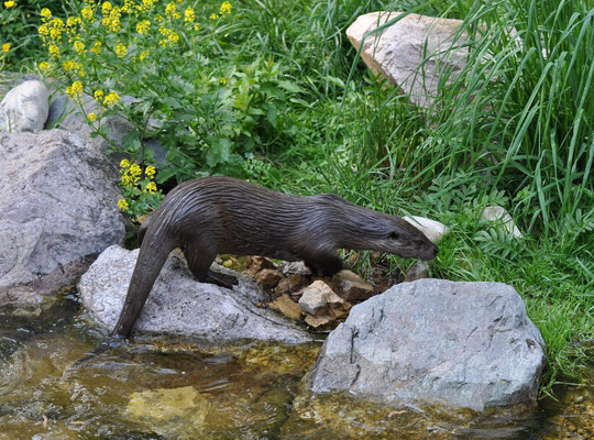 Loutre d'Europe (Hunawihr, Haut-Rhin)  Mai 2011