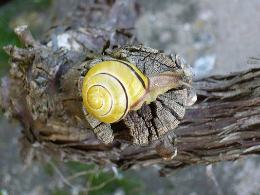 Escargot des bois (Guebwiller, Haut-Rhin)  Octobre 2008