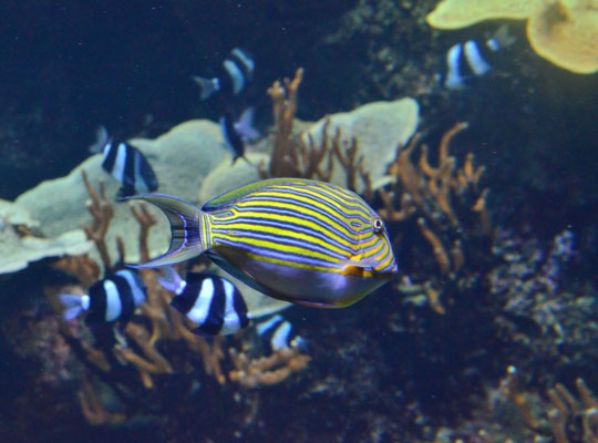Chirurgien à lignes bleues