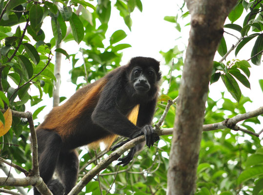 Singe hurleur à manteau (Parc national de Tortuguero, Costa Rica)  Juillet 2014