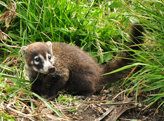 Coati à nez blanc (Volcan Irazu, Costa Rica)  Juillet 2014