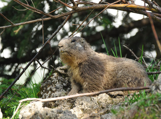 Jeune marmotte (vallée de la Duche, Haute-Savoie)  Juin 2014