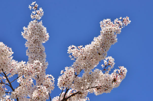 Printemps blanc