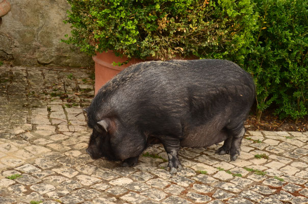 Cochon (Azeitao, Portugal)
