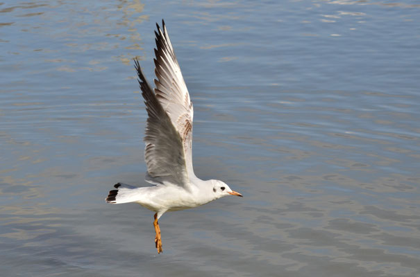 Mouette rieuse (Alsace, France)
