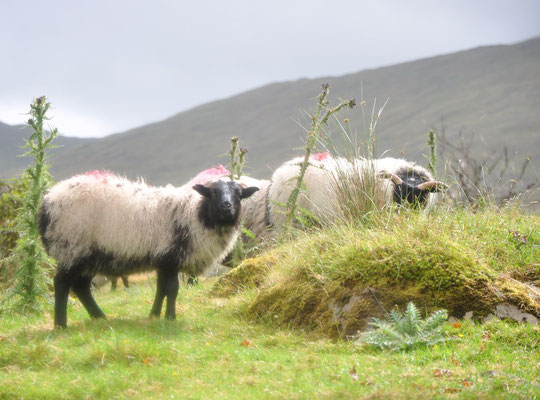 Moutons à tête noire (Connemara, comté de Galway, Irlande)  Juillet 2011