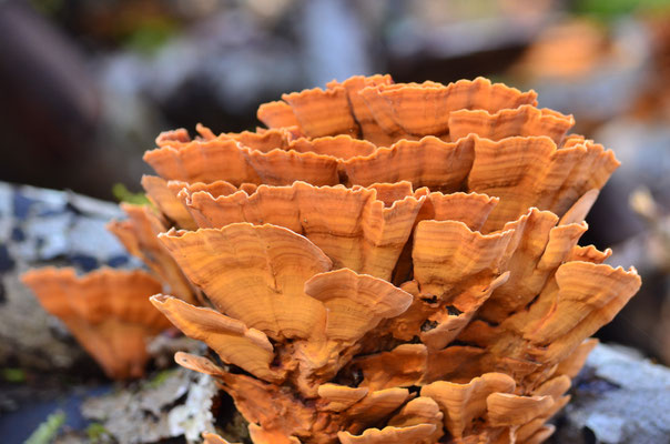 Polypore soufré (Alsace, janvier 2024)