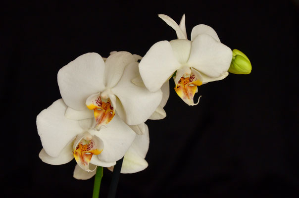 Phalaenopsis
