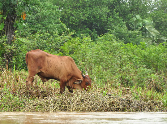 Croisement d'un zébu et d'une vache (La Pavona, Costa Rica)  Juillet 2014