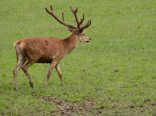 Cerf rouge (Parc animalier de Sainte-Croix, Moselle)  Juin 2016