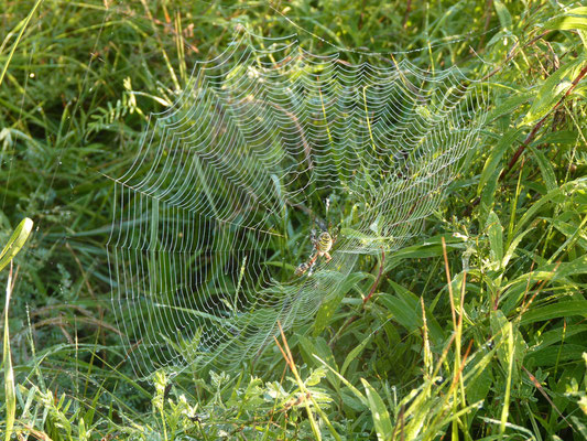 Argiope frelon dans sa toile (Petite Camargue alsacienne)  Août 2010