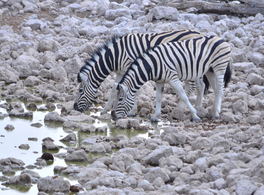 Zèbres des plaines (Parc national d'Etosha, Namibie)  Octobre 2016