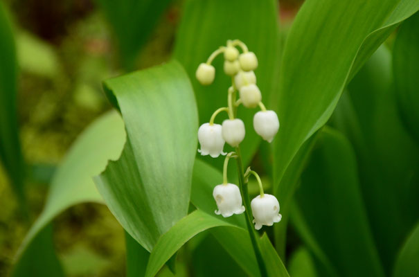 Parfum du muguet