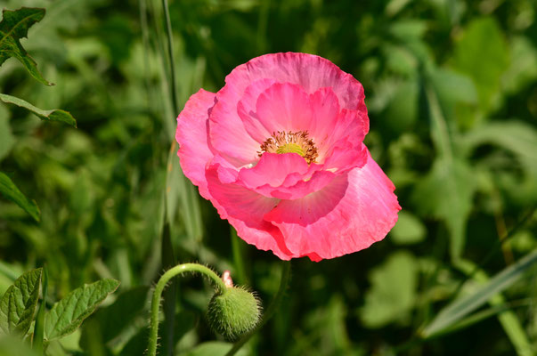 Coquelicot