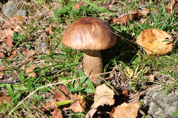 Cèpe de bouleau (Pyrénées, octobre 2012)