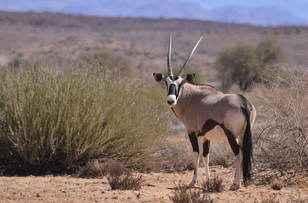 Oryx (Fish River Canyon, Namibie)  Octobre 2016
