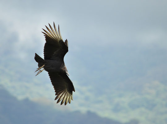 Urubu noir (vallée d'Orosi, Costa Rica)  Juillet 2014