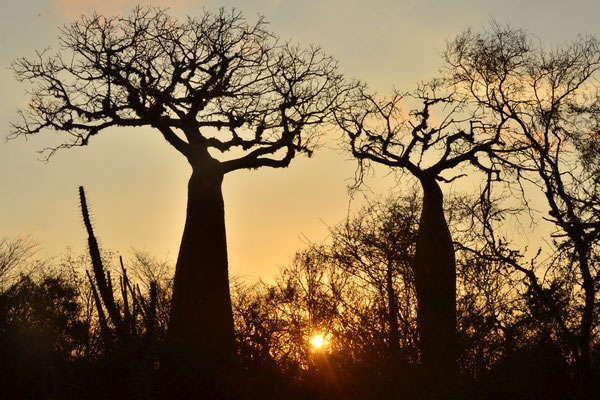 Baobabs au coucher du soleil (Réserve de Reniala, Madagascar)