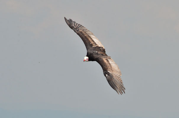 Vautour à tête blanche