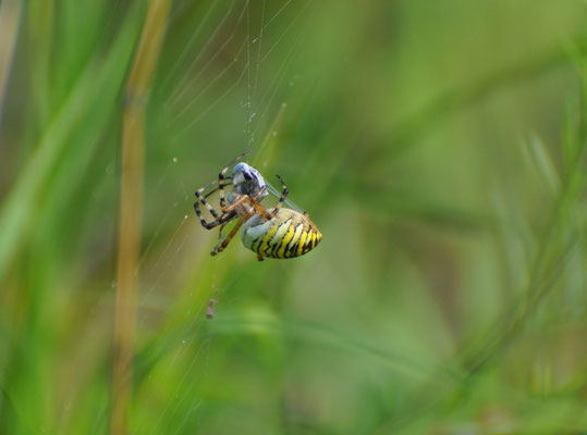 Argiope frelon dégustant sa proie (Petite Camargue alsacienne)  Août 2011