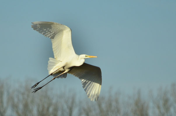 Grande aigrette (Petite Camargue alsacienne, Haut-Rhin)  Décembre 2016