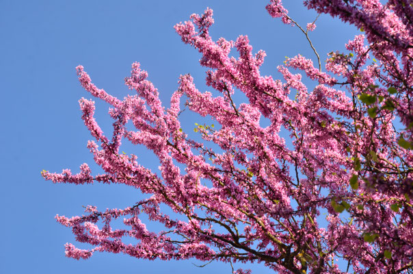 Arbre de Judée