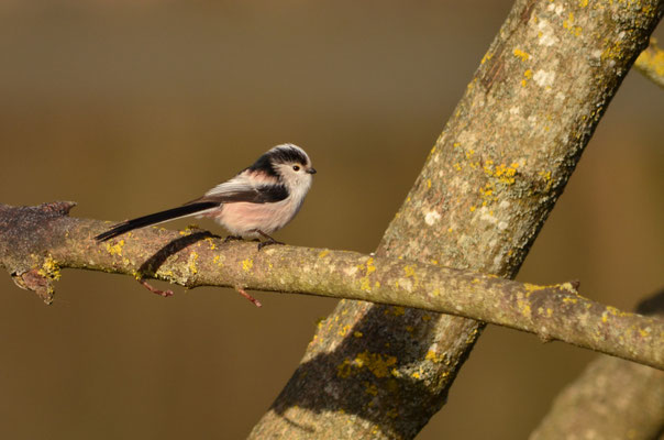 Mésange à longue queue (Alsace, France)
