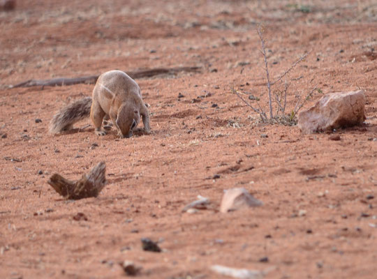 Ecureuil de terre du Cap (désert du Kalahari, Namibie)  Octobre 2016