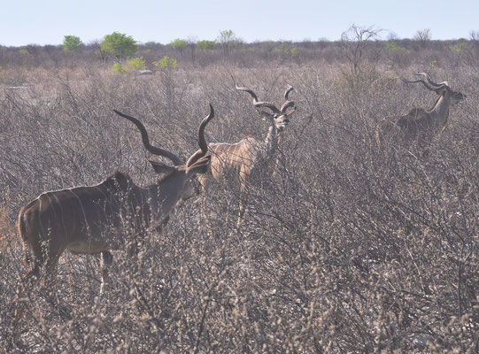Koudous (Parc national d'Etosha, Namibie)  Octobre 2016