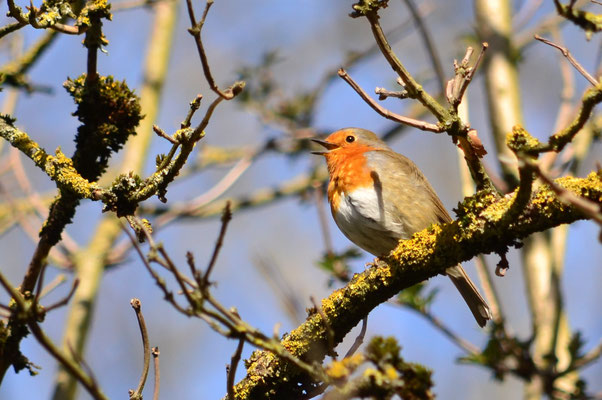 Rouge-gorge en train de chanter