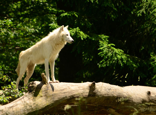 Loup arctique (Parc animalier de Sainte-Croix, Moselle)  Juin 2016