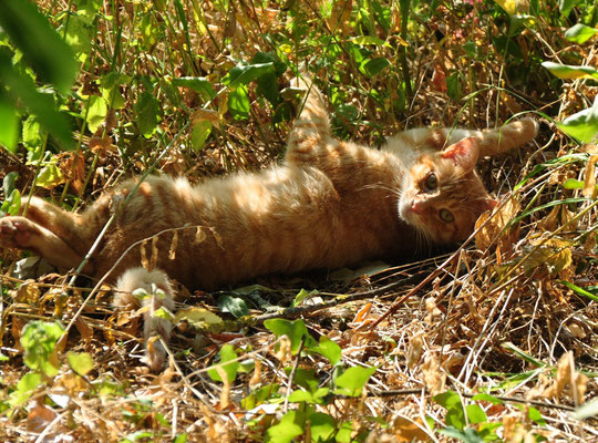 Chat (Mulhouse, Haut-Rhin)  Juillet 2013