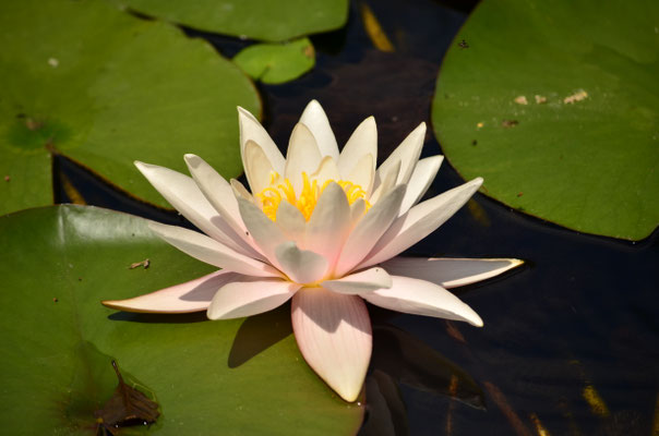 Nénuphar blanc (Petite Camargue alsacienne)