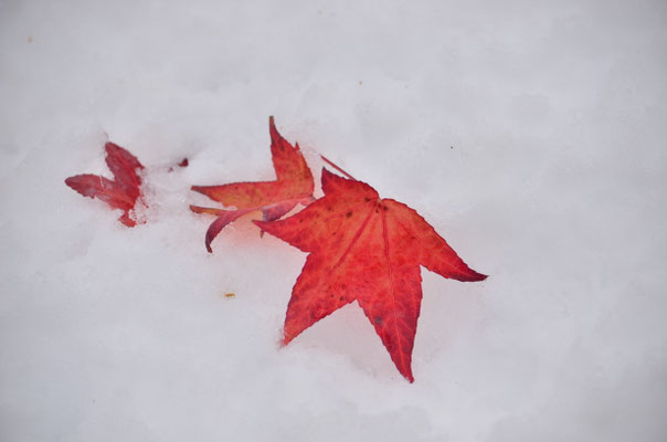 Feuille d'automne abandonnée sur la neige