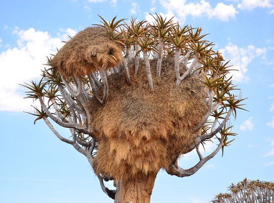 Nid de républicains sociaux sur un arbre à carquois (Keetmanshoop, Namibie)  Octobre 2016