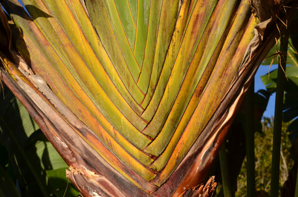 Détail du tronc de l'arbre du voyageur (Madagascar)