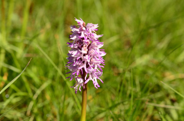 Orchis militaire (Illfurth, Alsace)